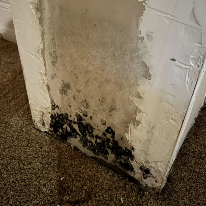 Professional Mold Removal in Whitman, PA